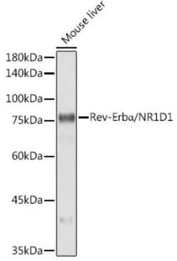 Rev-erb A alpha/NR1D1 Rabbit anti-Human, Mouse, Rat, Clone: 9I2H1, Novus Biologicals 20 &mu;g | Buy Online | Novus Biologicals | Fisher Scientific