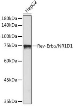Rev-erb A alpha/NR1D1 Rabbit anti-Human, Mouse, Rat, Clone: 9I2H1, Novus Biologicals 20 &mu;g | Buy Online | Novus Biologicals | Fisher Scientific