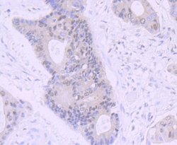 Rev-erb A alpha/NR1D1 Antibody (JU34-31), Novus Biologicals 100 &mu;l;