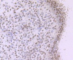 Rev-erb A alpha/NR1D1 Antibody (JU34-31), Novus Biologicals 100 &mu;l;