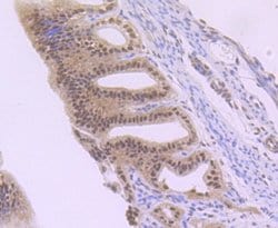 Rev-erb A alpha/NR1D1 Antibody (JU34-31), Novus Biologicals 100 &mu;l;