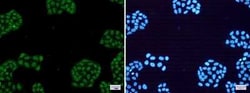 Rev-erb A alpha/NR1D1 Rabbit anti-Human, Mouse, Rat, Clone: S05-8B1, Novus