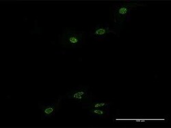 Novus Biologicals Rev-erb A alpha/NR1D1 Antibody (2G6), Novus Biologicals 0.1 mg | Buy Online | Novus Biologicals&trade; | Fisher Scientific