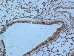 Rev-erb A alpha/NR1D1 Antibody (4F6), Novus Biologicals 0.1 mg | Buy Online | Novus Biologicals | Fisher Scientific