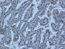 Rev-erb A alpha/NR1D1 Antibody (4F6), Novus Biologicals 0.1 mg | Buy Online | Novus Biologicals | Fisher Scientific