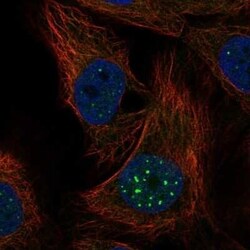 Rev-erb A alpha/NR1D1 Antibody, Novus Biologicals:Antibodies:Primary Antibodies