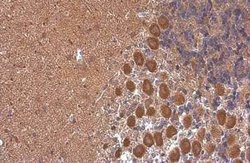Rheb Antibody (GT39810), Novus Biologicals 100 &mu;g | Buy Online | Novus Biologicals | Fisher Scientific