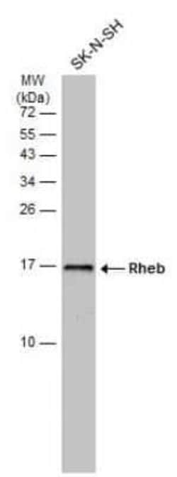 Rheb Antibody (GT39810), Novus Biologicals 100 &mu;g | Buy Online | Novus Biologicals | Fisher Scientific