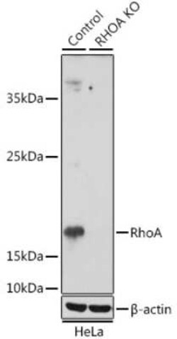 RhoA Rabbit anti-Human, Polyclonal, Novus Biologicals 100 &mu;g | Buy Online | Novus Biologicals | Fisher Scientific