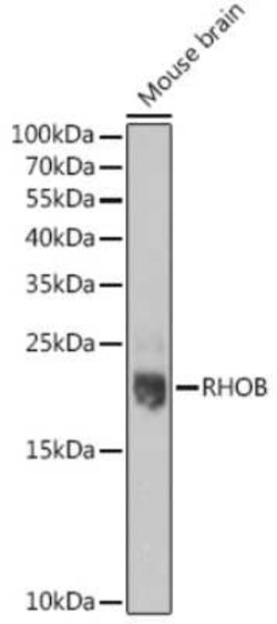 RhoB Antibody - BSA Free, Novus Biologicals 0.02 mL; Unconjugated:Antibodies,