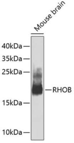 RhoB Antibody - Azide and BSA Free, Novus Biologicals:Antibodies:Primary