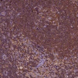 RhoF Antibody, Novus Biologicals 100 &mu;g; Unconjugated:Antibodies, Polyclonal