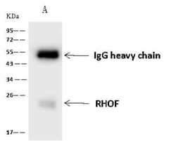 RhoF Antibody, Novus Biologicals:Antibodies:Primary Antibodies