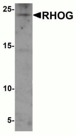 RhoG Antibody - BSA Free, Novus Biologicals 0.1 mg | Buy Online | Novus Biologicals | Fisher Scientific