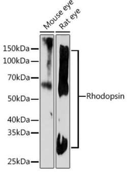 Rhodopsin Rabbit anti-Mouse, Rat, Clone: 5N3G9, Novus Biologicals:Antibodies:Primary