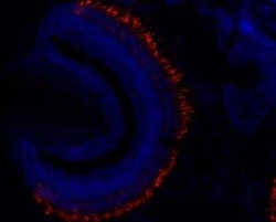 Rhodopsin Mouse anti-Amphibian, Avian, Fish, Mammalia, Clone: 4D2, Novus