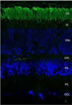 Rhodopsin Mouse anti-Amphibian, Avian, Fish, Mammalia, Clone: 4D2, Novus