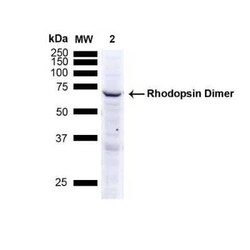 Rhodopsin Mouse anti-Amphibian, Avian, Fish, Mammalia, Clone: 4D2, Novus