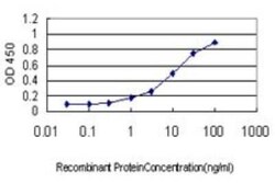 Novus Biologicals Rhot1 Antibody (4H4), Novus Biologicals 0.1 mg | Buy Online | Novus Biologicals&trade; | Fisher Scientific