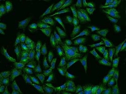 Ribonuclease Inhibitor Antibody, Novus Biologicals:Antibodies:Primary Antibodies