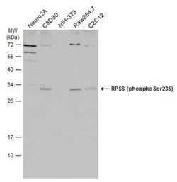 Ribosomal Protein S6/RPS6, p Ser235 Antibody (GT829), Novus Biologicals