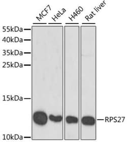 Ribosomal protein S27 Antibody - BSA Free, Novus Biologicals 0.02 mL; Unconjugated:Antibodies,