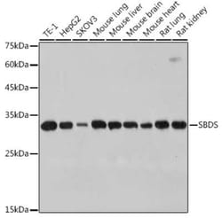 Ribosome maturation protein SBDS Rabbit anti-Human, Mouse, Rat, Clone: