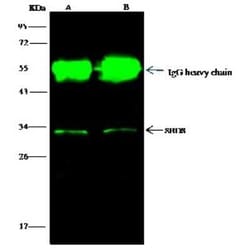 Ribosome maturation protein SBDS Antibody, Novus Biologicals 100 &mu;g | Buy Online | Novus Biologicals | Fisher Scientific