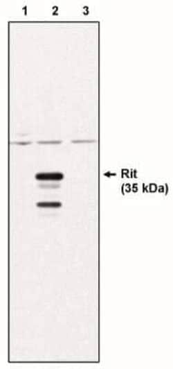Rit1 Mouse anti-Human, Mouse, Clone: 14G7, Novus Biologicals:Antibodies:Primary