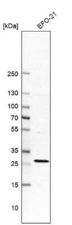 Rit1 Antibody, Novus Biologicals 25 &mu;L, Unconjugated:Antibodies, Polyclonal