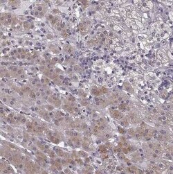 Rit2 Antibody, Novus Biologicals 25ul; Unconjugated:Antibodies, Polyclonal