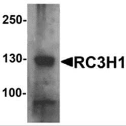 Roquin Antibody - BSA Free, Novus Biologicals 0.1 mg; Unconjugated:Antibodies,