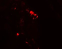 Rubicon Antibody - BSA Free, Novus Biologicals 0.1 mg | Buy Online | Novus Biologicals | Fisher Scientific