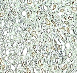 Rubicon Antibody - BSA Free, Novus Biologicals 0.1 mg | Buy Online | Novus Biologicals | Fisher Scientific