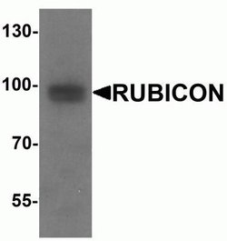 Rubicon Antibody - BSA Free, Novus Biologicals 0.1 mg | Buy Online | Novus Biologicals | Fisher Scientific