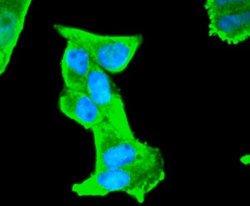 S100B Antibody (SC57-02), Novus Biologicals 100&mu;L:Antibodies, Monoclonal