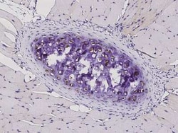 S100A1 Rabbit anti-Mouse, Clone: 4, Novus Biologicals 100 &mu;g; Unconjugated:Antibodies,