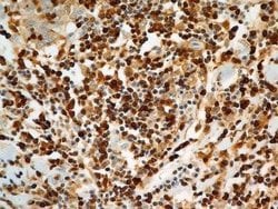 S100A4 Antibody (1C4) - Azide and BSA Free, Novus Biologicals 0.1 mg; Unconjugated:Antibodies,