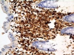 S100A4 Antibody (1C4) - Azide and BSA Free, Novus Biologicals 0.1 mg; Unconjugated:Antibodies,