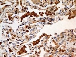 S100A4 Antibody (1C4) - Azide and BSA Free, Novus Biologicals 0.1 mg; Unconjugated:Antibodies,