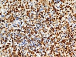 S100A4 Antibody (1C4) - Azide and BSA Free, Novus Biologicals 0.1 mg; Unconjugated:Antibodies,