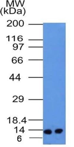 S100A4 Antibody (1C4) - Azide and BSA Free, Novus Biologicals 0.1 mg; Unconjugated:Antibodies,