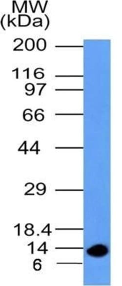 S100A4 Antibody (1C4) - Azide and BSA Free, Novus Biologicals 0.1 mg; Unconjugated:Antibodies,