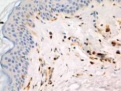 S100A4 Antibody (1F11) - Azide and BSA Free, Novus Biologicals 0.1 mg;
