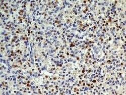 S100A4 Antibody (1F11) - Azide and BSA Free, Novus Biologicals 0.1 mg;