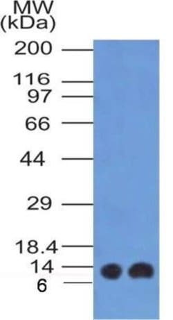 S100A4 Antibody (1F11) - Azide and BSA Free, Novus Biologicals 0.1 mg;