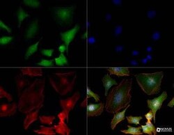 S100A4 Antibody (1F11) - BSA Free, Novus Biologicals:Antibodies:Primary