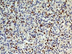 S100A4 Antibody (1F11) - BSA Free, Novus Biologicals:Antibodies:Primary