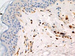 S100A4 Antibody (1F11) - BSA Free, Novus Biologicals:Antibodies:Primary