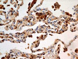 S100A4 Antibody (1F11) - BSA Free, Novus Biologicals:Antibodies:Primary